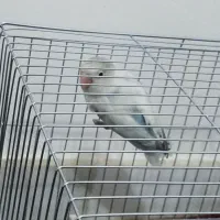 یک جفت طوطی برزیلی مولد