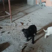 سگ پاکوتاه|سگ|جلین, |دیوار