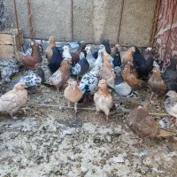 تعداد 36عدد کبوتر همه رقم برا فروش|پرنده|کبودرآهنگ, |دیوار