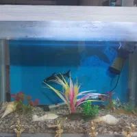 ماهی و لوازم اکواریوم|ماهی|ورامین, شهرک ولیعصر|دیوار