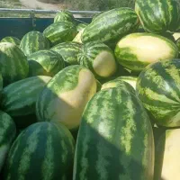 هندوانه بیضی شب یلدا B32|خوردنی و آشامیدنی|میناب, |دیوار