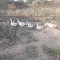 غاز محلی گوشتی