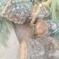 قطع نخل|خدمات باغبانی و درختکاری|بوشهر, |دیوار