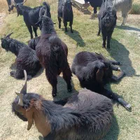 کهره نر روزگاری