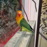 کوتوله فروشی