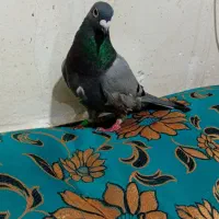 هویز|پرنده|اهواز, علی آباد|دیوار