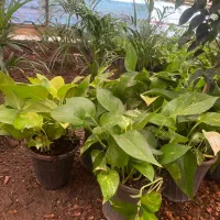 فروش انواع گل ها مستقیم از گلخانه|گل و گیاه طبیعی|رشت, شهرک قدس|دیوار