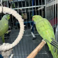 ملنگو نرو ماده قیمت عالی کارداده به شرط|پرنده|رودهن, |دیوار