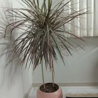 گل اپارتمانی|گل و گیاه طبیعی|تهران, بنیهاشم|دیوار