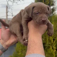 توله پیتبول اورجینال استثنایی