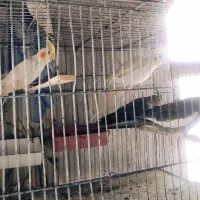 انواع عروس هلندی مولد دست آموز تکی جفتی|پرنده|نقده, |دیوار