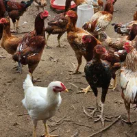 خروس دورگه لاری برای مولد جوجه کشی