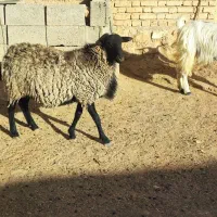 بره نژاد رومانوف اصیل،بذری قوچ میش بره بز کهره|حیوانات مزرعه|بختگان, |دیوار