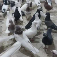 کبوتر پرنده بارجدید