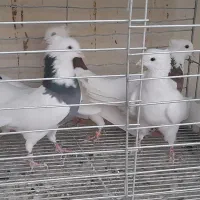 طوقی نر|پرنده|مبارکه, |دیوار