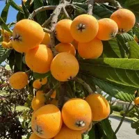 نهال زردآلو عطر اصیل ایرانی|خدمات باغبانی و درختکاری|سلماس, |دیوار