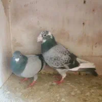 کفتر ابلغ سبز