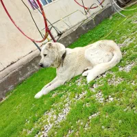 نر آلابای روسی خالص پدر وارداتی