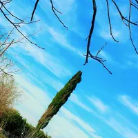 کارگر برای پرتقال چینی