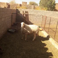 بره قوچ|حیوانات مزرعه|باشتین, |دیوار