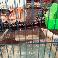 فنچ با قفس|پرنده|بندر ماهشهر, |دیوار