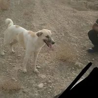 سگ ماده گمشده