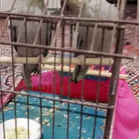 پرنده|پرنده|مسجد سلیمان, |دیوار