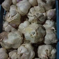 سیر|خوردنی و آشامیدنی|بروجرد, |دیوار