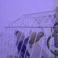 پرنده|پرنده|بجنورد, |دیوار