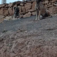 یه جفت. سرابی