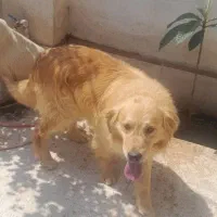 گلدن نربااصالت جهت کشش با گلدن ماده شما|سگ|لاهیجان, بازکیاگوراب|دیوار