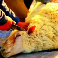 +زیرفی کل استان+چکی و نقد گوسفندبره نرینه قلمدار