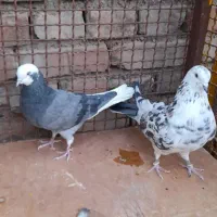 کبوتر پرشی|پرنده|بهمن, |دیوار