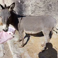 الاغ|حیوانات مزرعه|لوداب, |دیوار