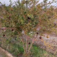 میوه انار هزار و خورده آیی باغ انار