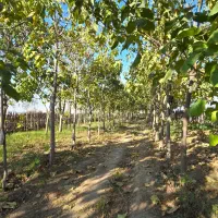 برجاده گنبد مینودشت زمین باغ|فروش زمین و ملک کلنگی|مینودشت, |دیوار