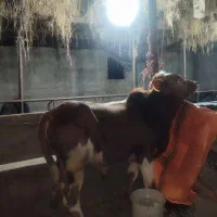 ورزا کوله خوشگل خوش روخ|حیوانات مزرعه|ماکلوان, |دیوار