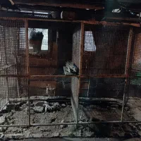 لانه،گنجه فنسی اهنی|لوازم جانبی حیوانات|رشت, دیلمان|دیوار