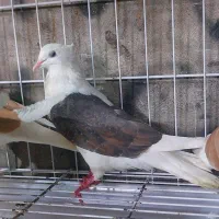 کبوتر کله ای|پرنده|بندر گناوه, |دیوار