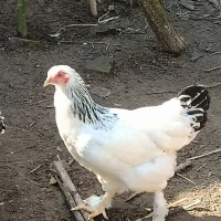 فروش تعدادی جوجه برهمای لایت ومرغ برهمای رنگ بوف