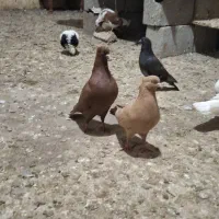 نرماده سرخ و زرد اول بخون