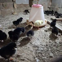 جوجه ده روزه بلک استار و بوقلمون