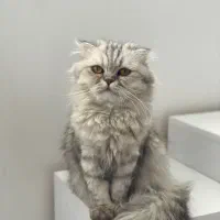 گربه اسکاتیش آنفولد