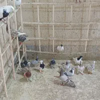 کبوتر. کفتر