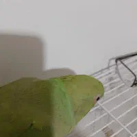 طوطی ملنگو نر|پرنده|هشتگرد, شهرک المهدی|دیوار