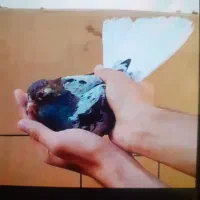 کبوتر سینه چپ و ساده کاکلی هفترنگ و زاغ دم سفید|پرنده|مشهد, سپاد|دیوار