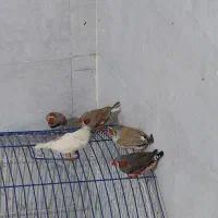 گلدین نرگسی،کرواتی ،مرغ عشق ،قناری،کبوتر دم چتری|پرنده|تهران, حکیمیه|دیوار