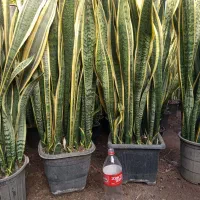 سانسوریا|گل و گیاه طبیعی|خان ببین, |دیوار