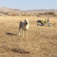 سگ ماده پژدر|سگ|چالدران, |دیوار