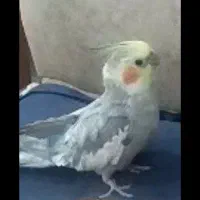 عروس هلندی گم شده|حیوانات|اندیشه, اندیشه فاز ۱|دیوار